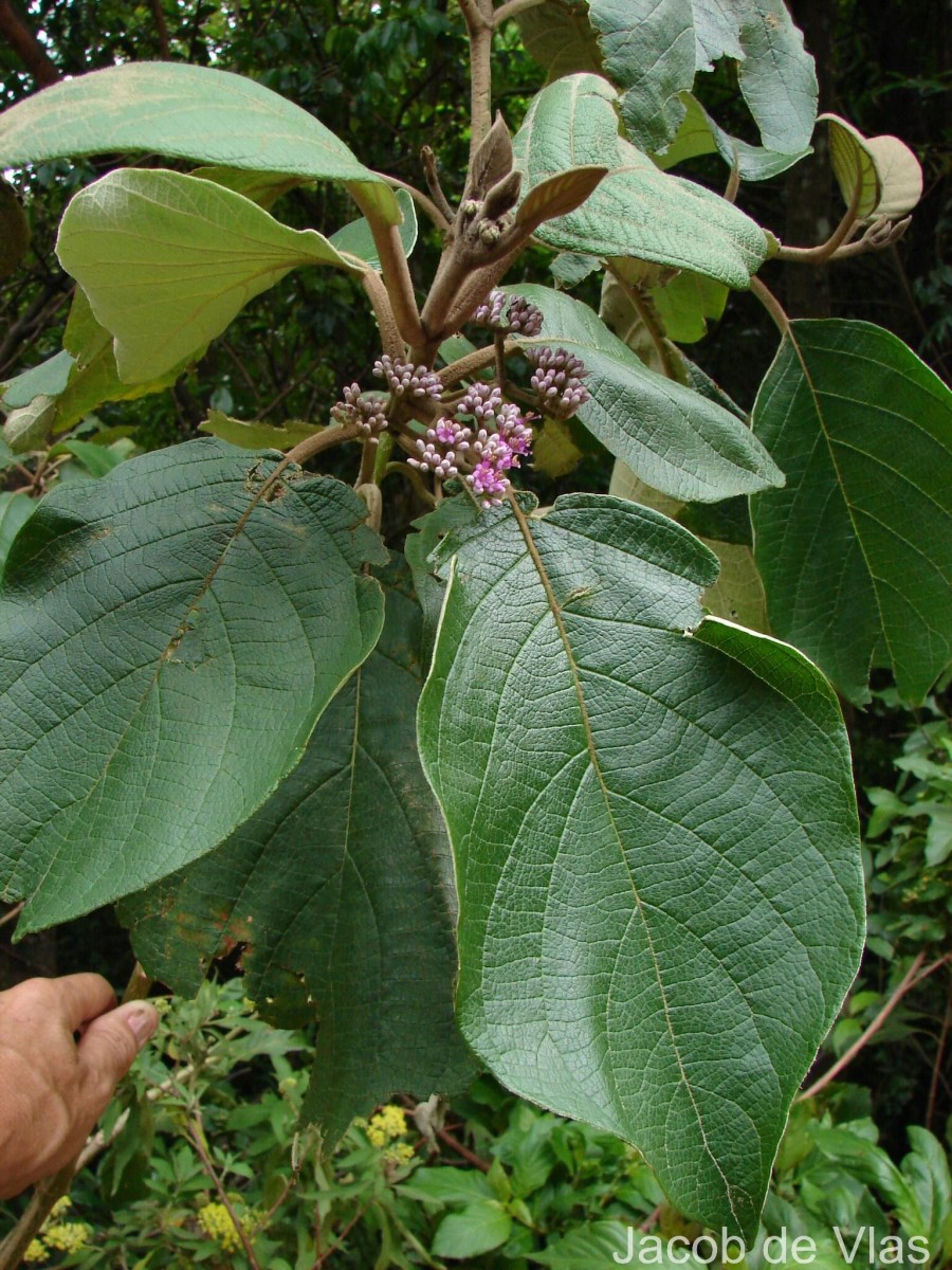 Callicarpa tomentosa (L.) L.